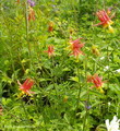 Wild Columbine,Eastern red columbine,honeysuckle
